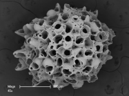 Osthimosia glomerata