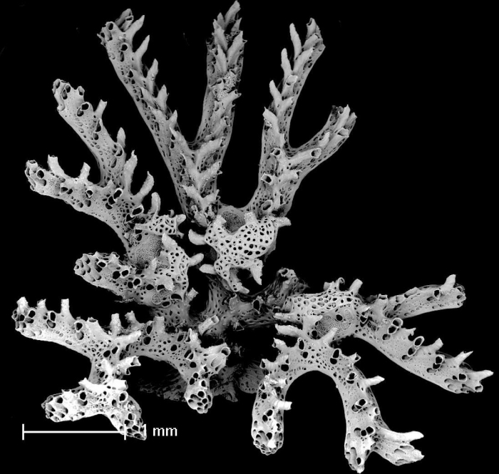 Mesonea radians Mesonea radians
