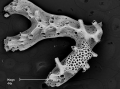 Bryozoa (moss animals)