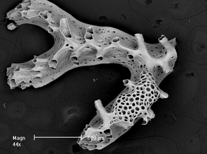 Mesonea radians Mesonea radians