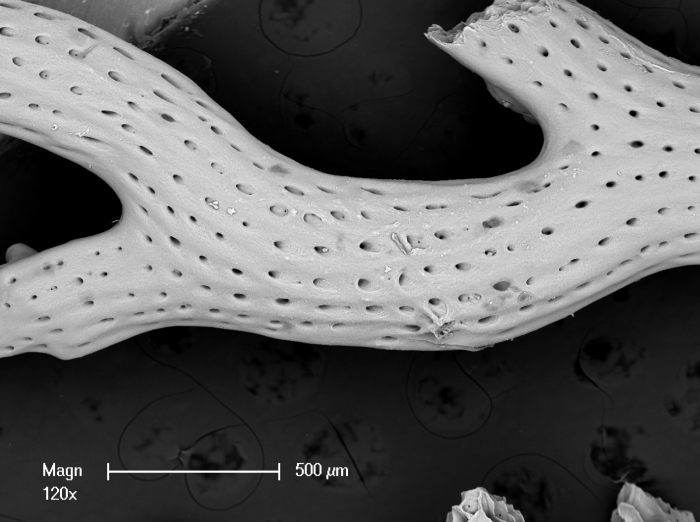 Mesonea radians Mesonea radians