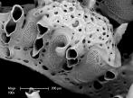 Mesonea radians, author: Bock, Phil