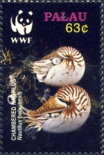 Nautilus belauensis