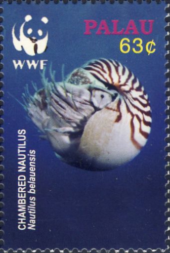 Nautilus belauensis