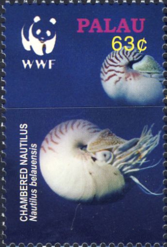 Nautilus belauensis