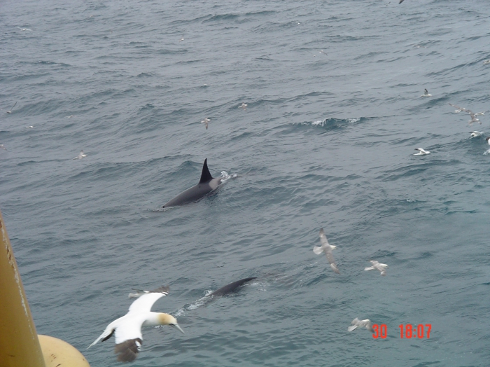 Orcinus orca in the Northern North Sea