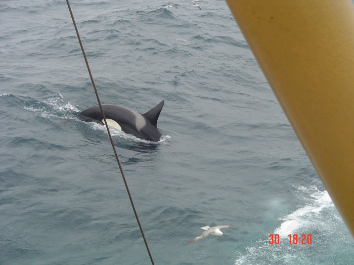 Orcinus orca in the Northern North Sea