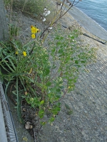 Baccharis halimifolia - IJzermonding