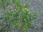 Baccharis halimifolia - IJzermonding