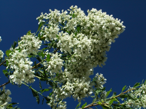 Baccharis halimifolia