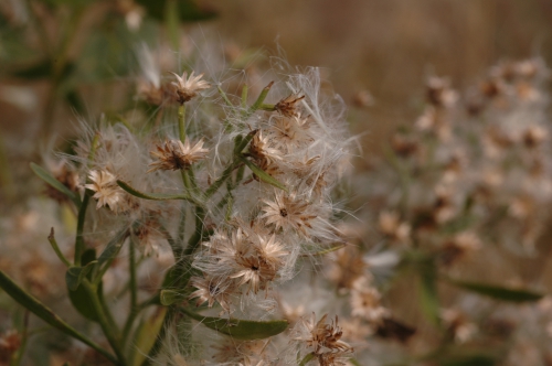 Baccharis halimifolia