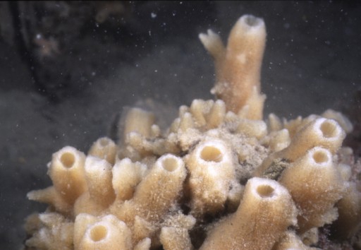 Haliclona (Soestella) xena Haliclona (Soestella) xena