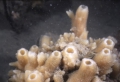 Porifera (sponges)