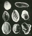 Protozoans