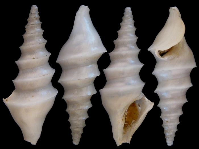 Spirotropis monterosatoi Spirotropis monterosatoi