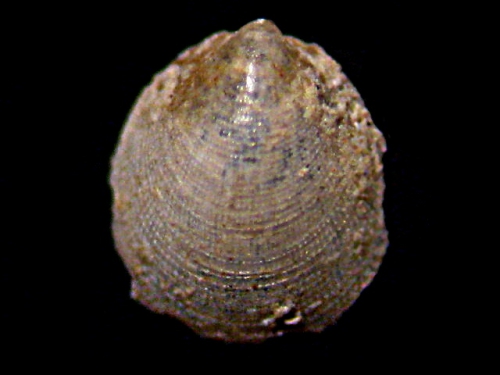 Veleropilina reticulata