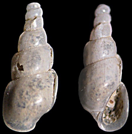 Auriculigerina miranda Auriculigerina miranda