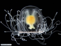 Hydrozoa (hydroids)