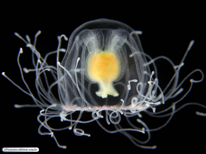 Turritopsis nutricula from Brazil, by Alvaro E. Migotto, http://cifonauta.cebimar.usp.br/photo/2181/