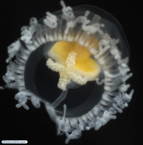 Turritopsis nutricula, by Alvaro E. Migotto, http://cifonauta.cebimar.usp.br/photo/2188