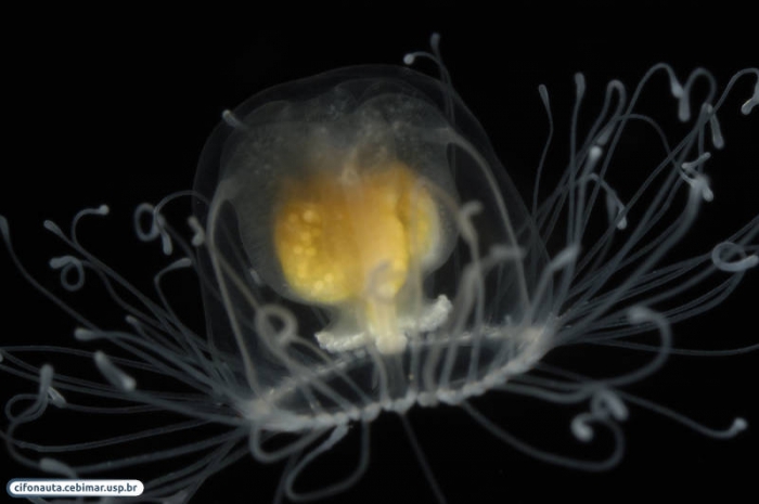 Turritopsis nutricula, by Alvaro E. Migotto, source http://cifonauta.cebimar.usp.br/photo/2194/ Turritopsis nutricula, by Alvaro E. Migotto, source http://cifonauta.cebimar.usp.br/photo/2194/