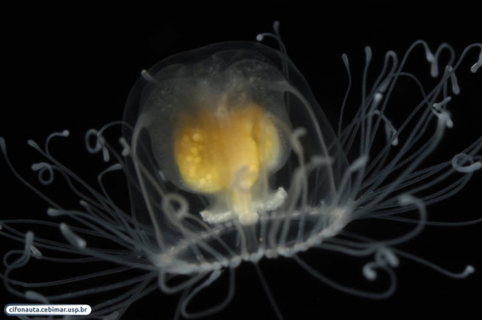 Turritopsis nutricula, by Alvaro E. Migotto, source http://cifonauta.cebimar.usp.br/photo/2194/