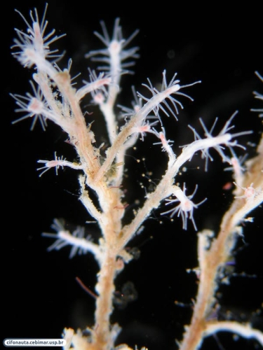 Polyp of Turritopsis nutricula, by Alvaro E. Migotto, source http://cifonauta.cebimar.usp.br/photo/2242