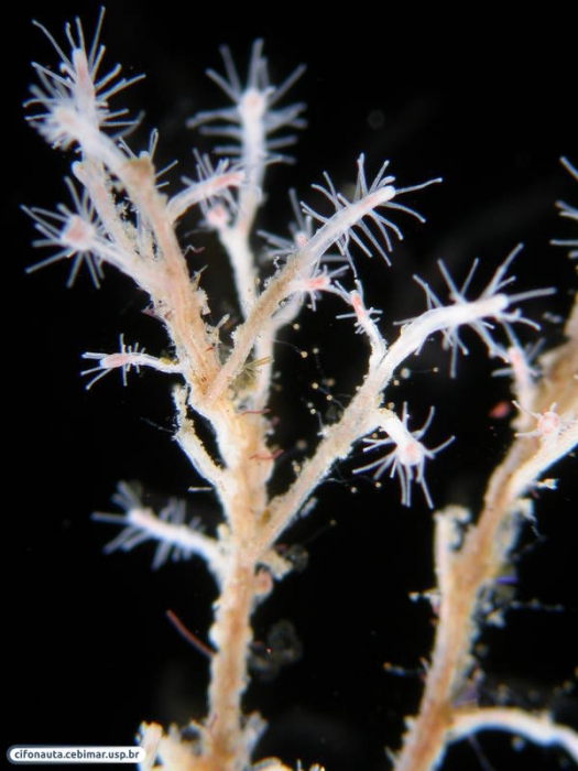 Polyp of Turritopsis nutricula, by Alvaro E. Migotto, source http://cifonauta.cebimar.usp.br/photo/2242 Polyp of Turritopsis nutricula, by Alvaro E. Migotto, source http://cifonauta.cebimar.usp.br/photo/2242
