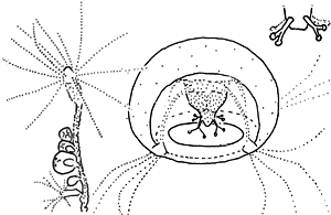 Family Bougainvillidae, typical polyp and medusa Family Bougainvillidae, typical polyp and medusa