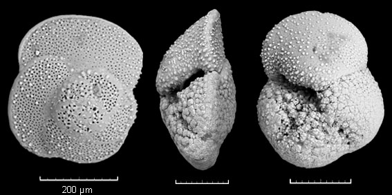 Globorotalia crassaformis viola