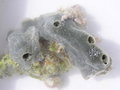 Porifera (sponges)