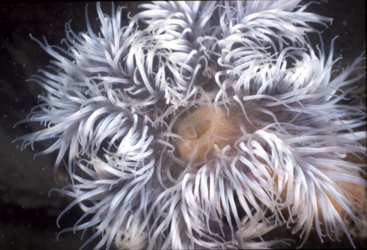 Metridium senile (Linnaeus, 1761) Metridium senile (Linnaeus, 1761)