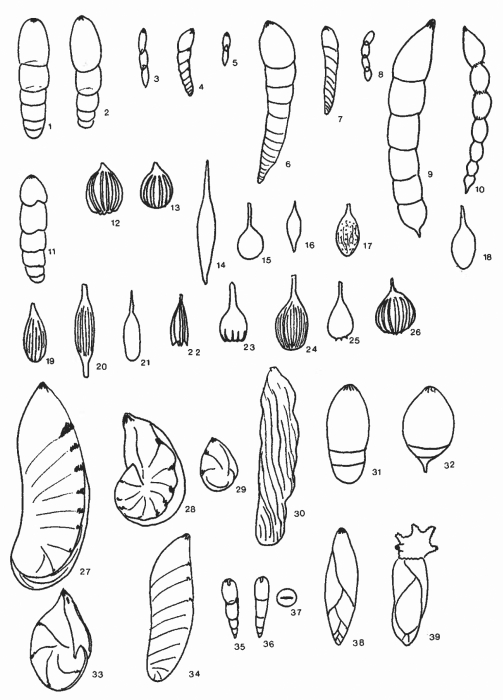 Forams -Plate 18- (Newfoundland)