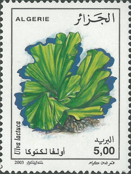 Ulva lactuca Ulva lactuca