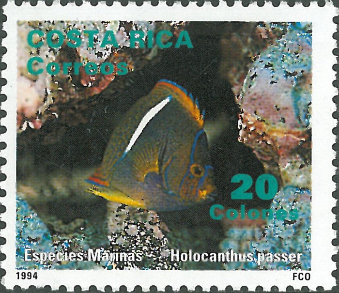 Holacanthus passer Holacanthus passer