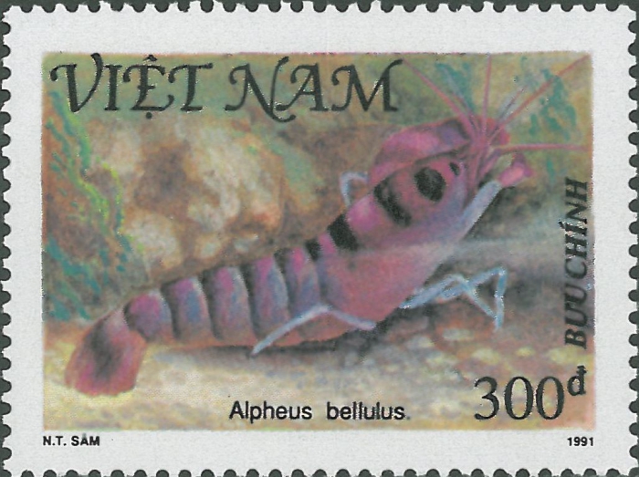 Alpheus bellulus Alpheus bellulus