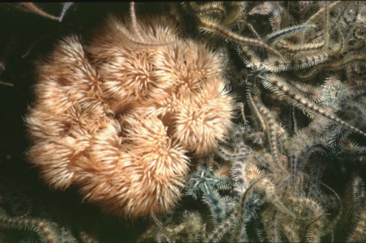 Metridium senile (Linnaeus, 1761) Metridium senile (Linnaeus, 1761)
