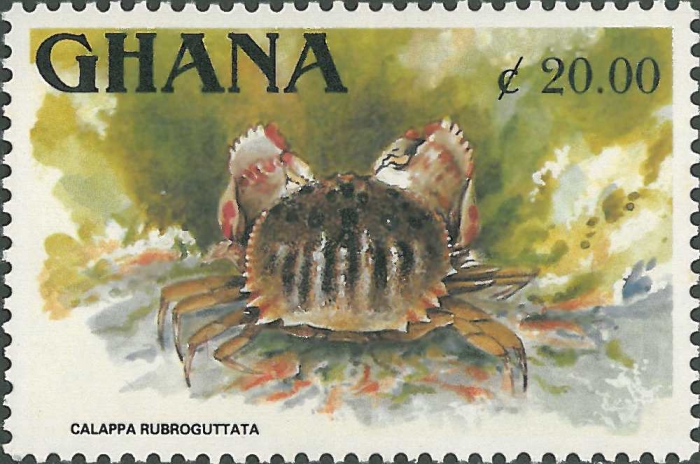 Calappa rubroguttata Calappa rubroguttata