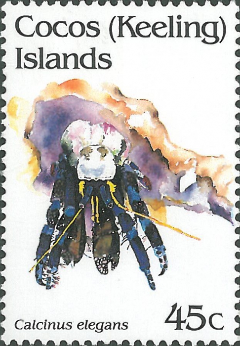 Calcinus elegans Calcinus elegans