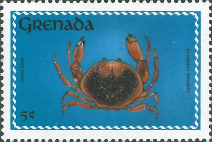 Carpilius corallinus Carpilius corallinus