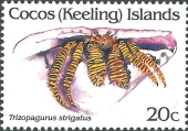 Ciliopagurus strigatus, author: Collection VLIZ