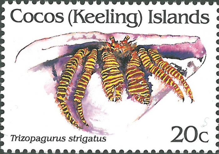 Ciliopagurus strigatus