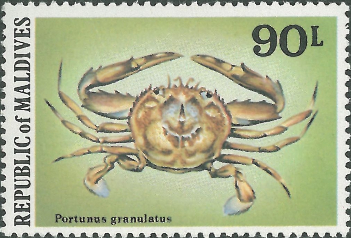 Cycloachelous granulatus