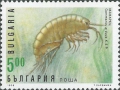 Crustacea (crustaceans)