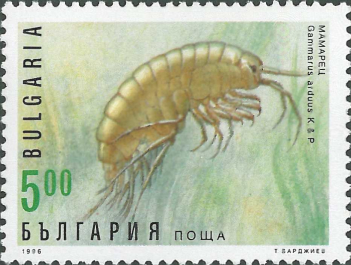 Gammarus arduus