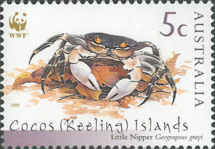 Geograpsus grayi Geograpsus grayi