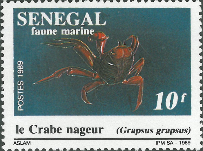 Grapsus grapsus