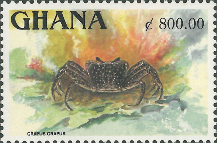 Grapsus grapsus