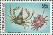 Huenia proteus, author: Collection VLIZ