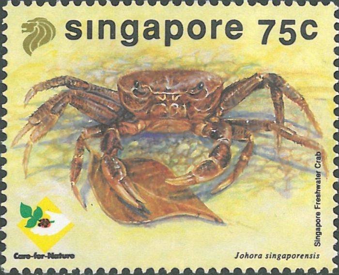 Johora singaporensis